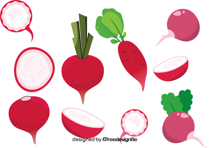 Radish vector