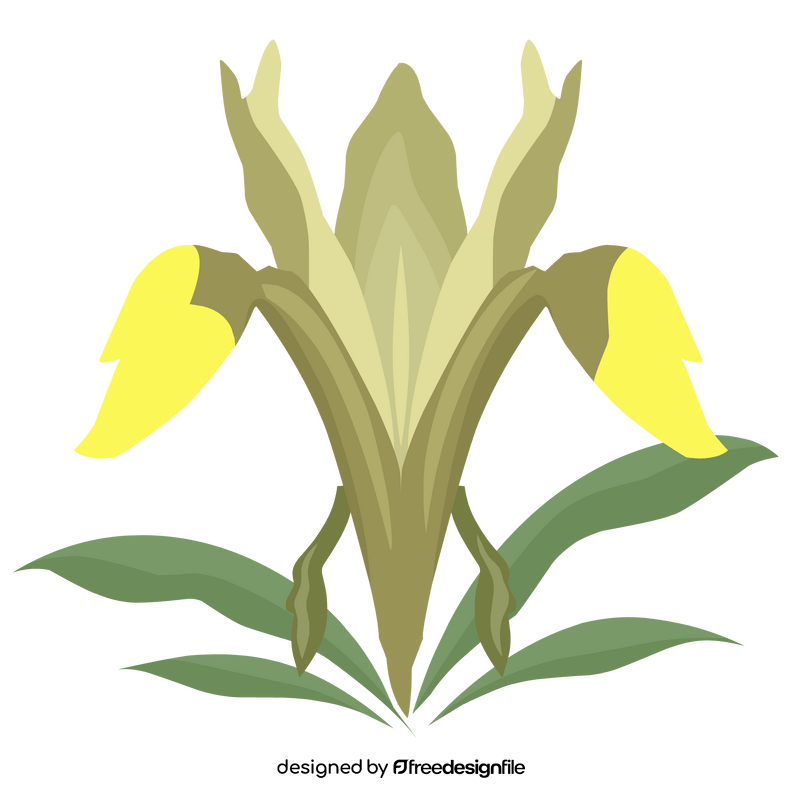 Iris bucharica flower clipart