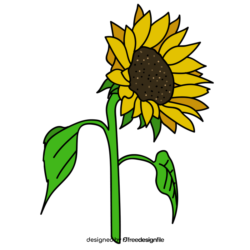 Sunflower blooms to the right drawing clipart