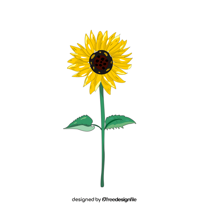 Sunflower illustration clipart