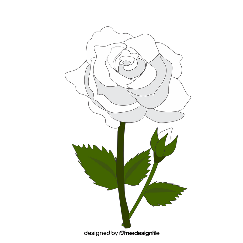 White rose with a bud clipart