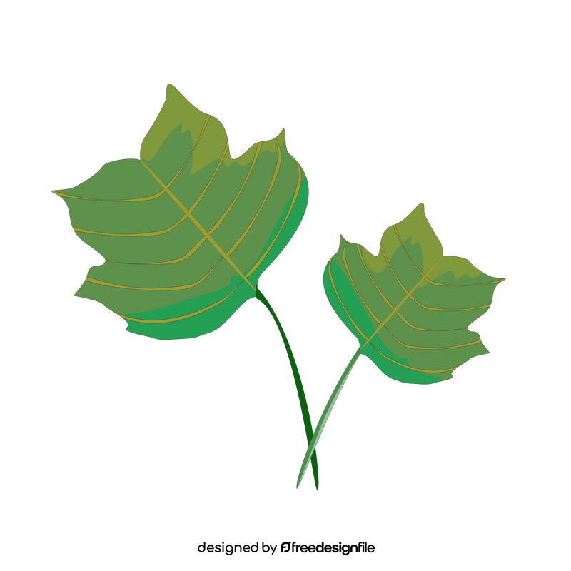 Tulip tree leaf clipart