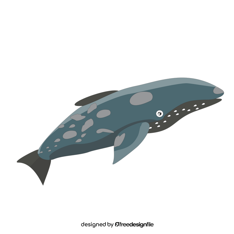 Grey whale drawing clipart