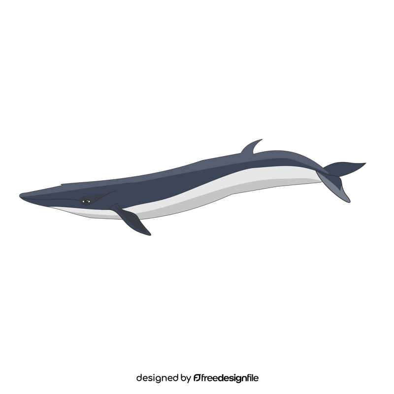 Cartoon fin whale clipart