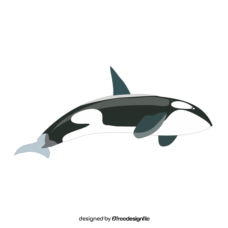 Killer whale clipart