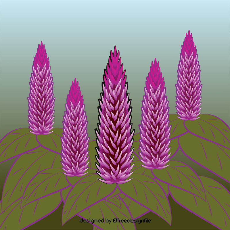 Celosia flower vector