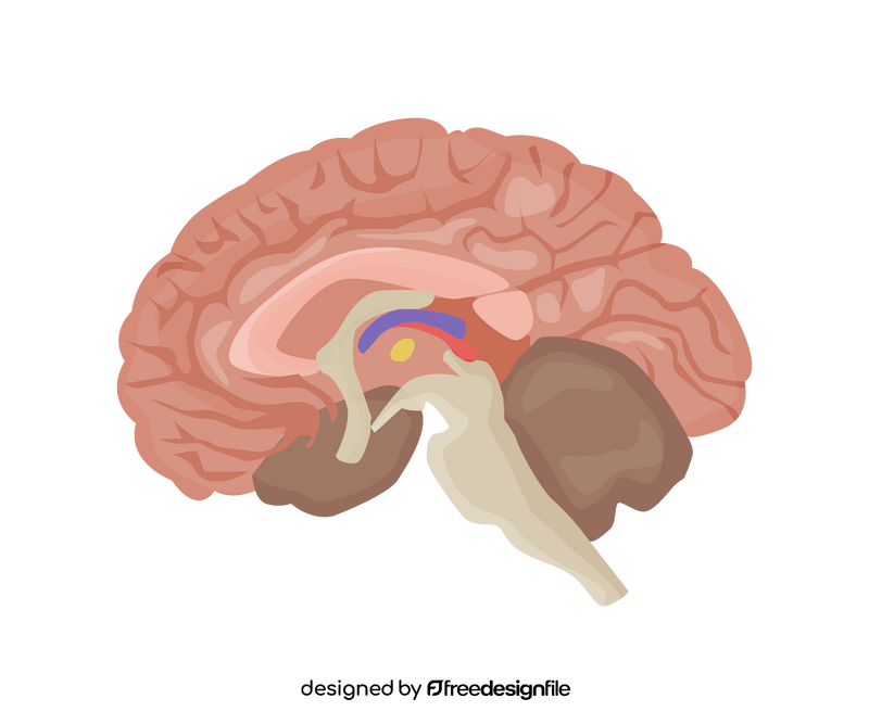 Brain clipart