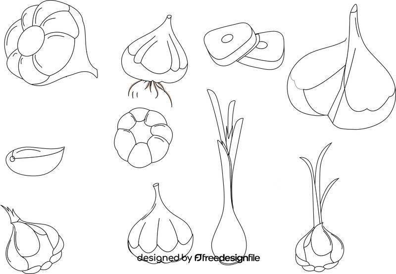 Garlic black and white vector