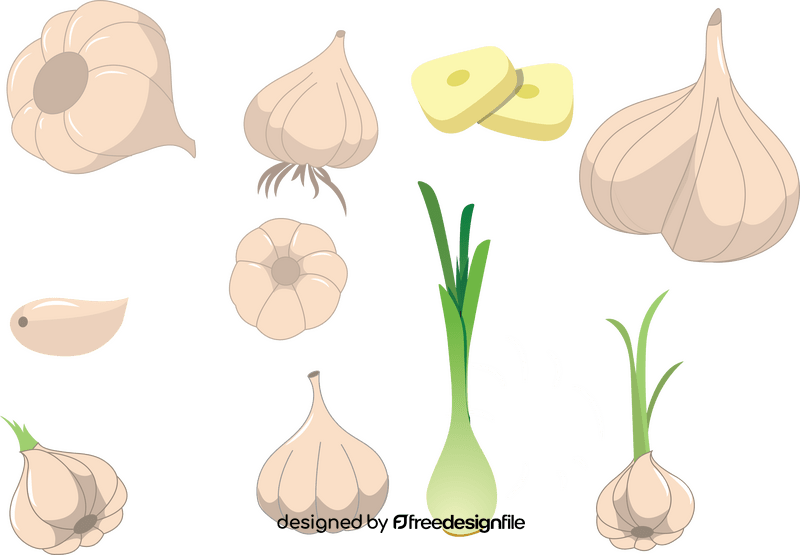 Garlic vector