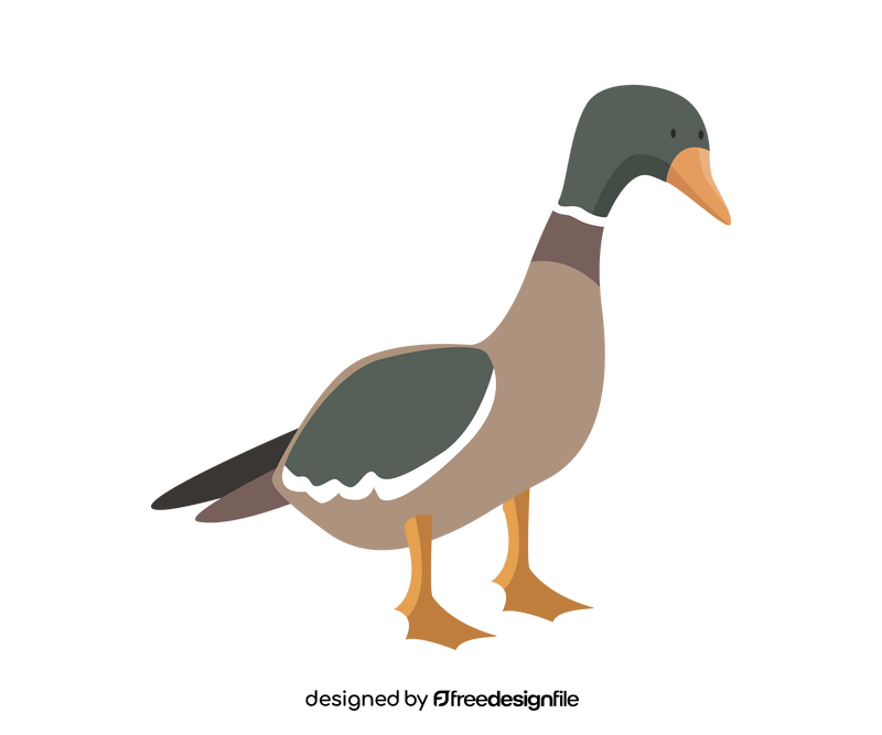 Cartoon mallard clipart