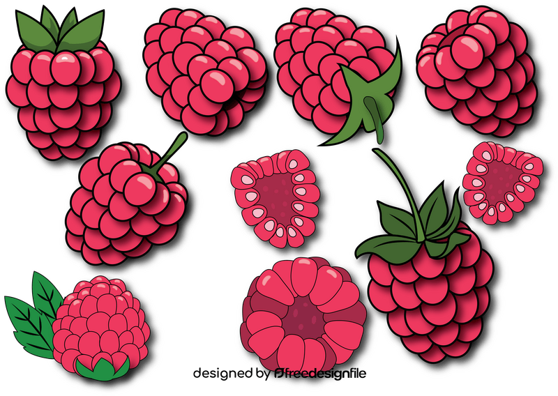 Raspberry vector