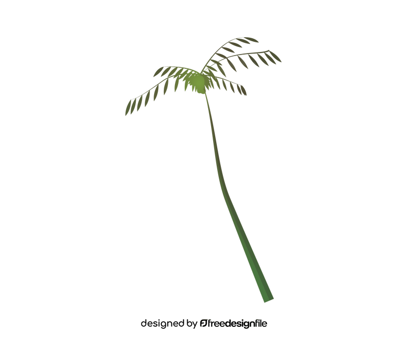 Palm tree illustration clipart