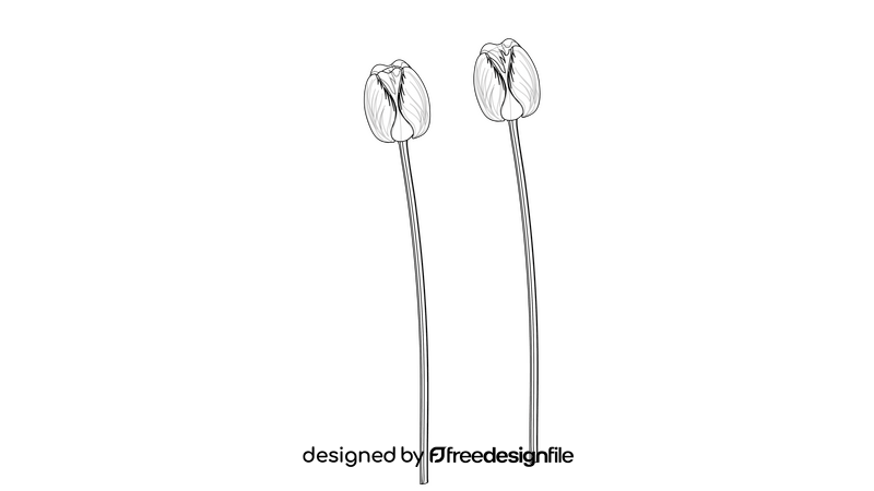 Two tulips black and white clipart