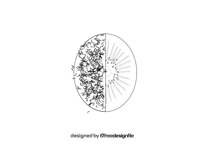 Kiwi black and white clipart