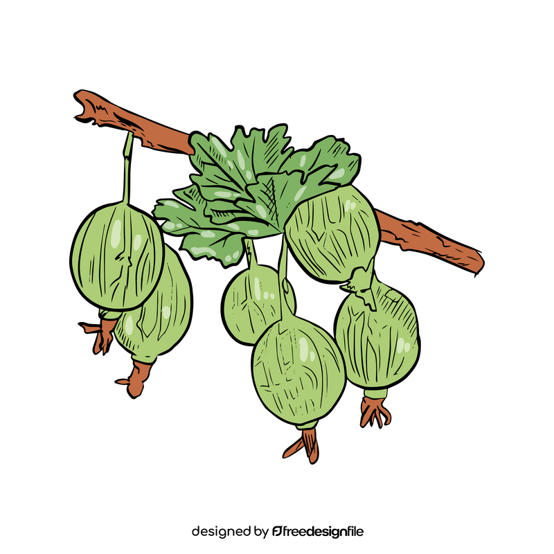 Gooseberry clipart