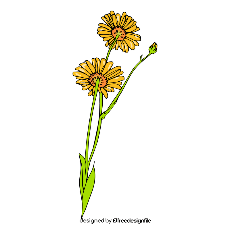 Chamomile clipart