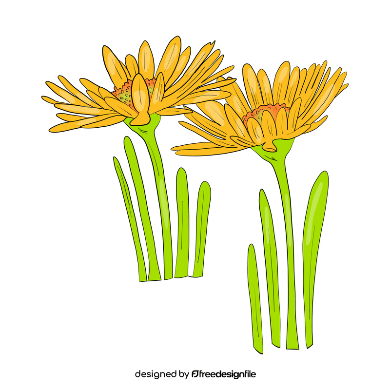 Chamomile clipart