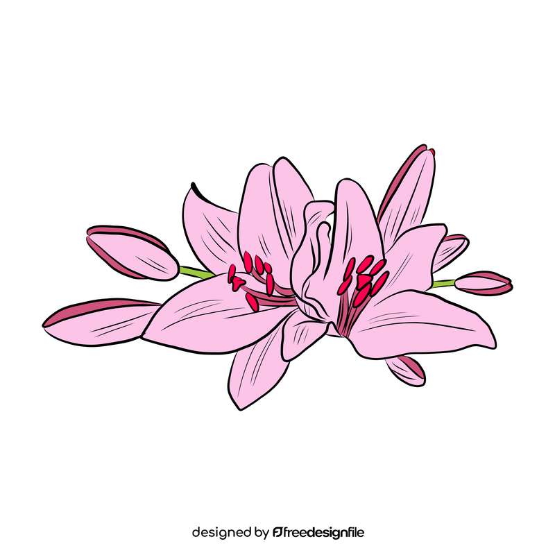 Lily clipart