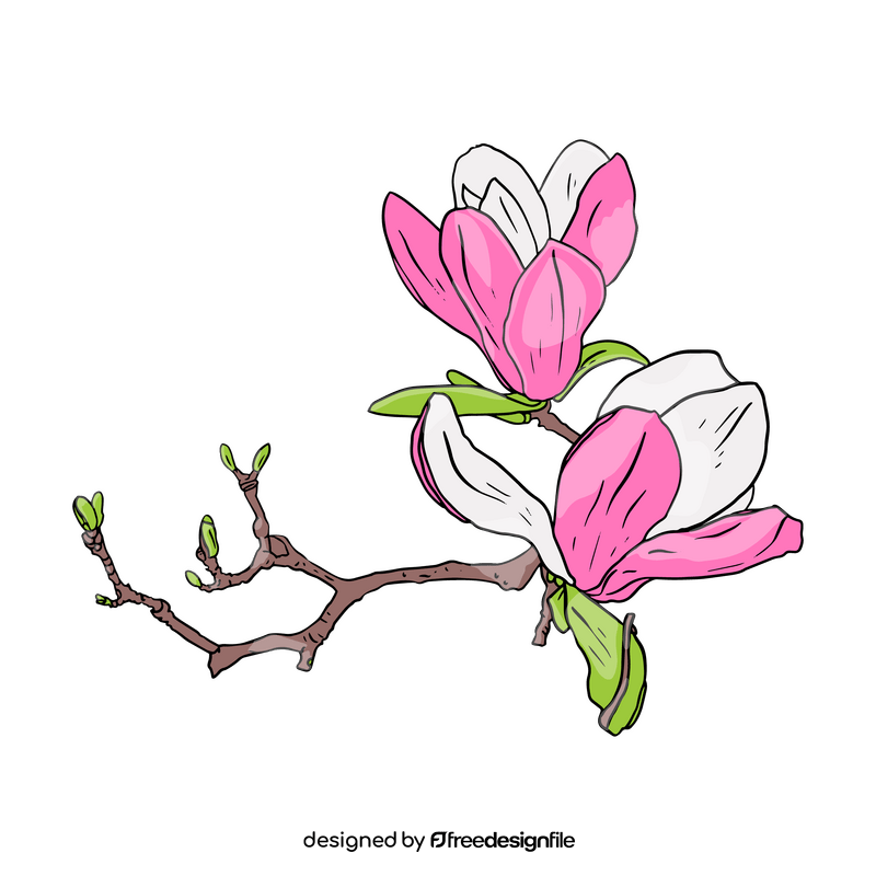 Magnolia clipart