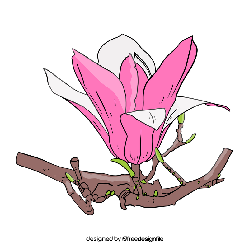 Magnolia clipart