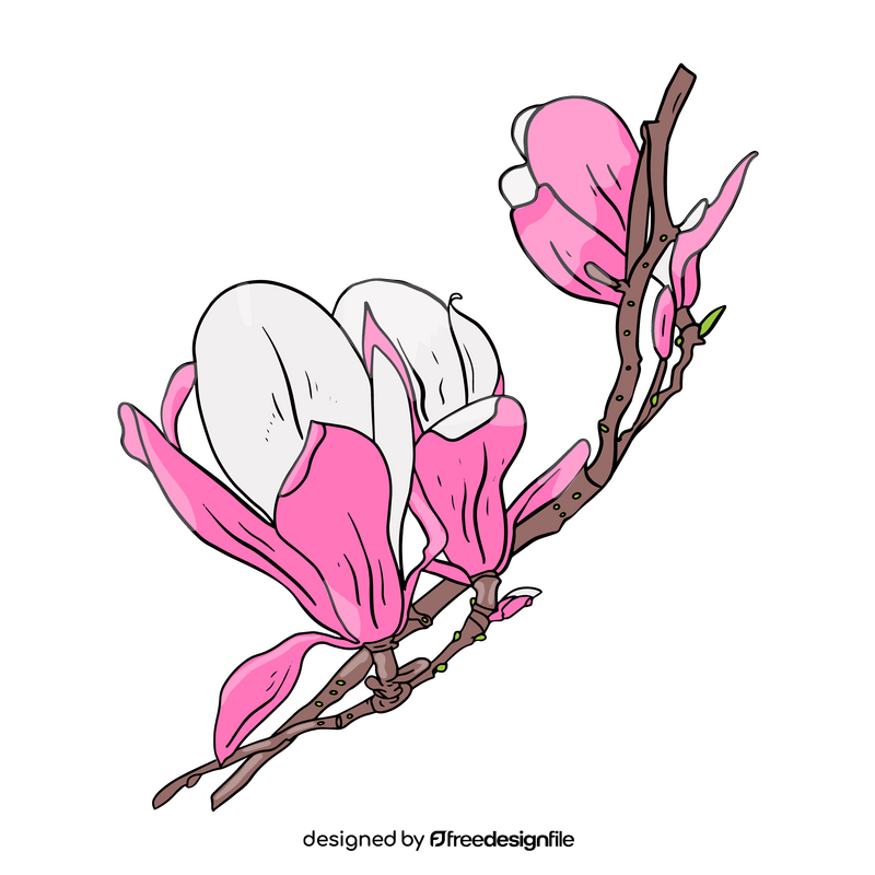 Magnolia clipart