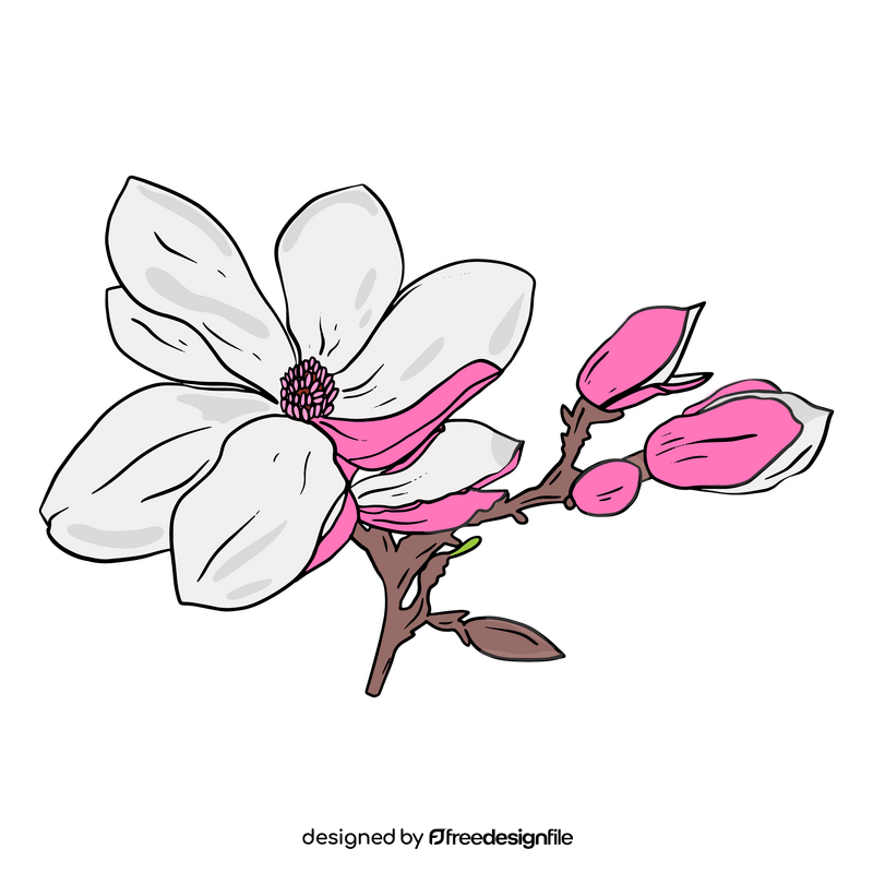 Magnolia clipart