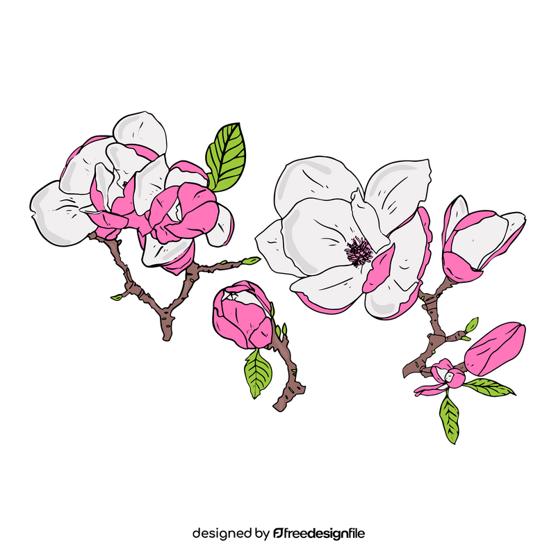 Magnolia clipart