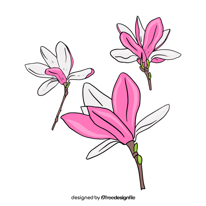 Magnolia clipart