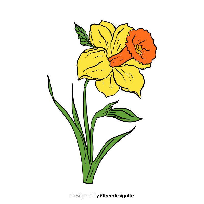 Narcissus clipart