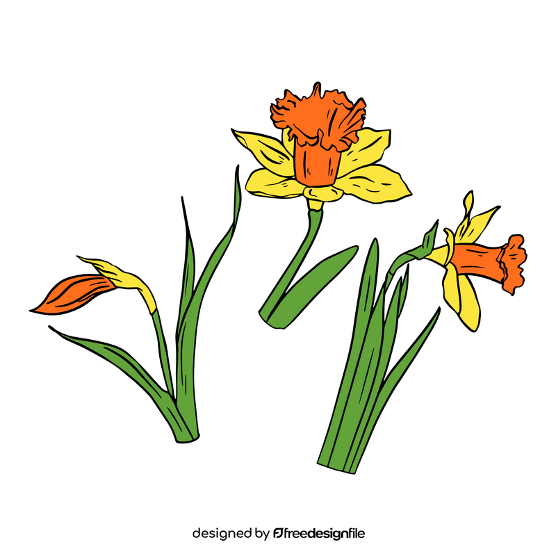 Narcissus clipart