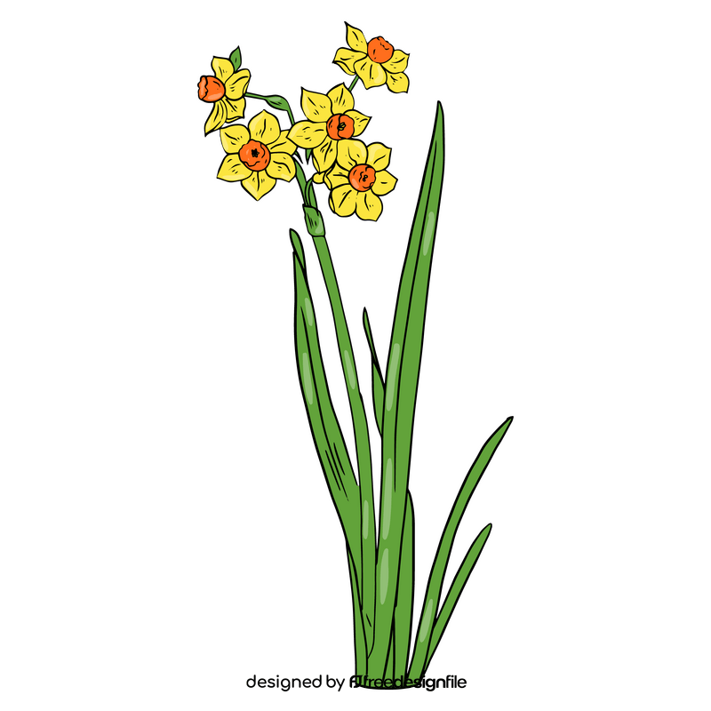 Narcissus clipart