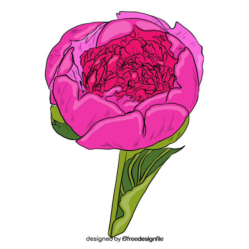 Peony clipart