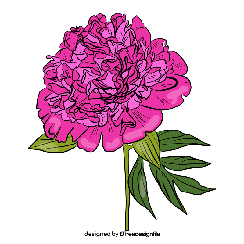 Peony clipart