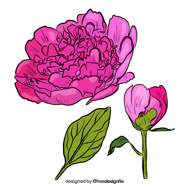 Peony clipart