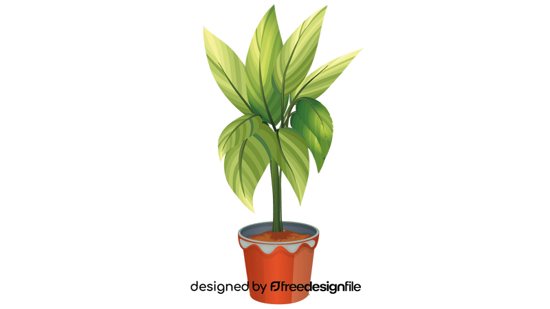 Chinese Evergreen, Aglaonema clipart