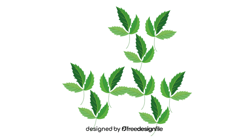 English Ivy clipart