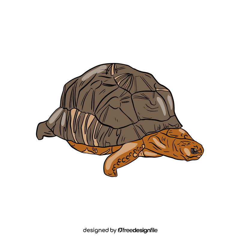 Turtle clipart