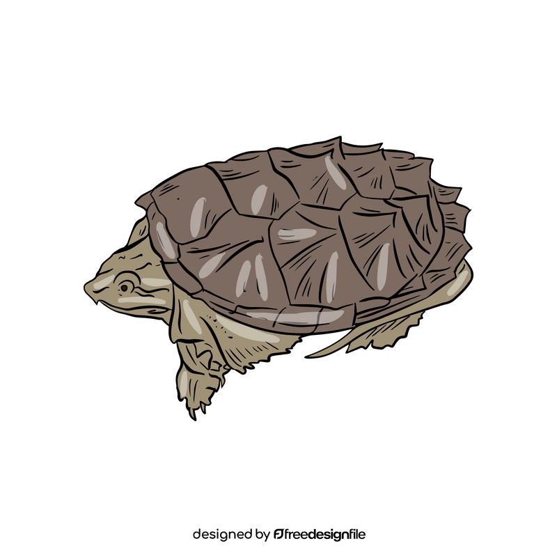 Turtle clipart