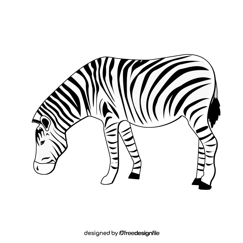 Zebra black and white clipart
