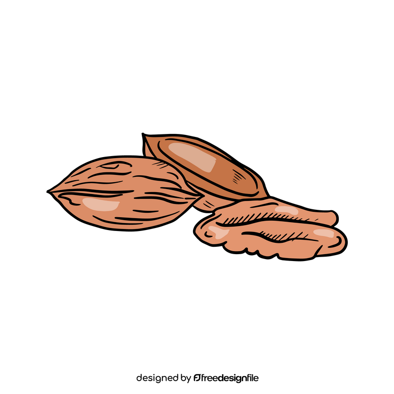 Pecan nuts clipart