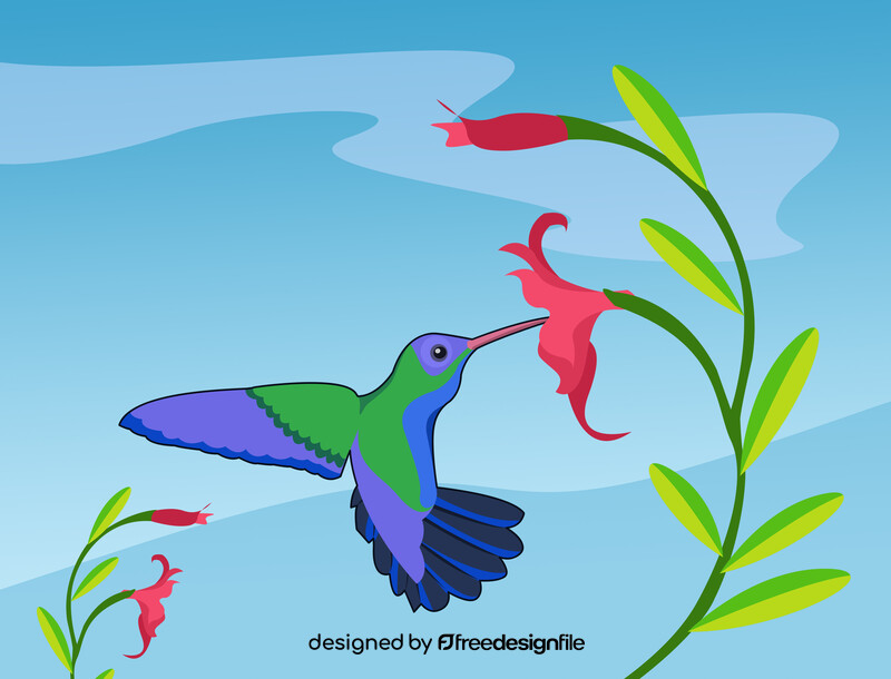 Hummingbird vector