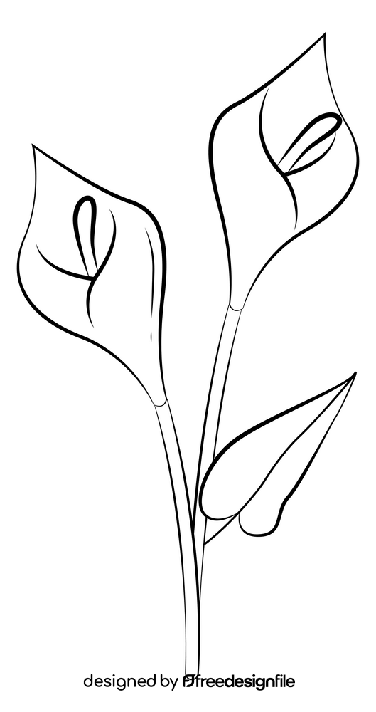 Calla lily black and white clipart