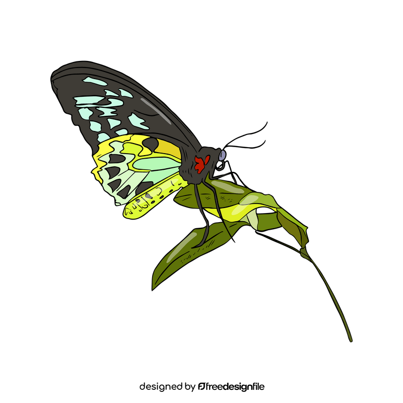 Butterfly illustration clipart