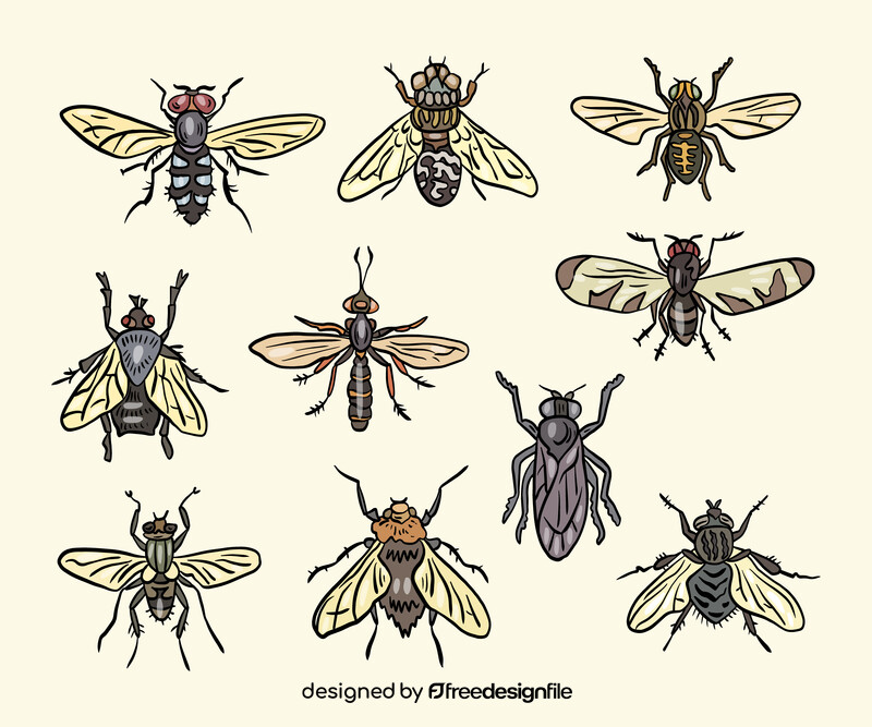 Insects vector