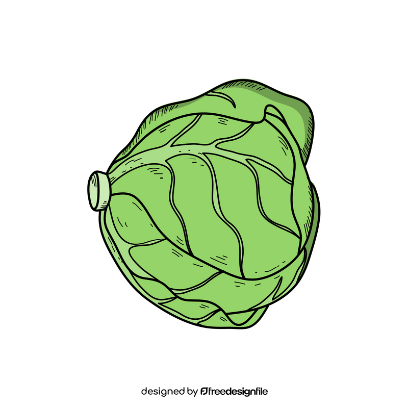 Cabbage vegetable drawing clipart