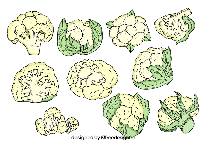 Cauliflower drawing set vector