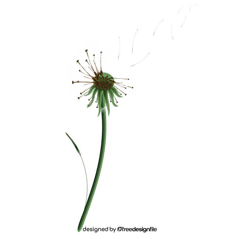 Dandelion clipart