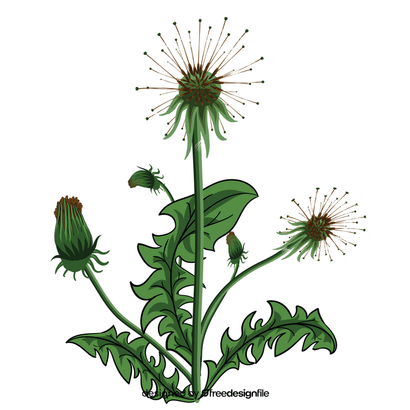 Dandelions clipart