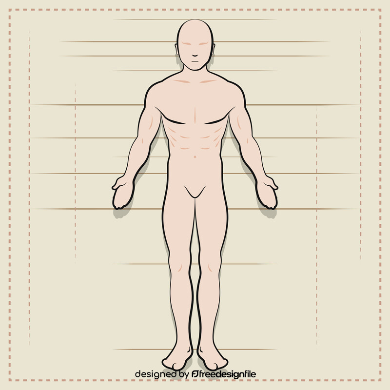 Anatomy vector