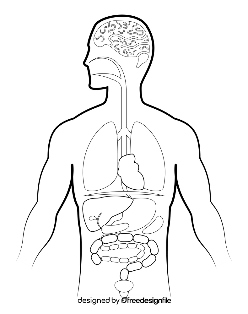 Human anatomy black and white clipart